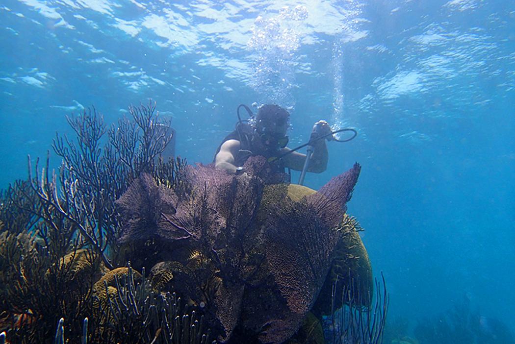 潜水员收集珊瑚样本